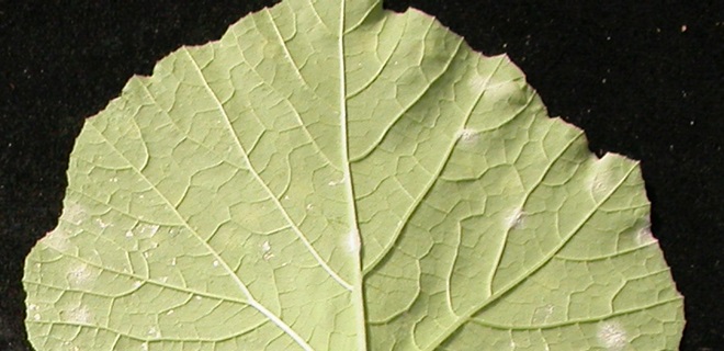 Safeguard and treat pumpkin, squash for powdery mildew