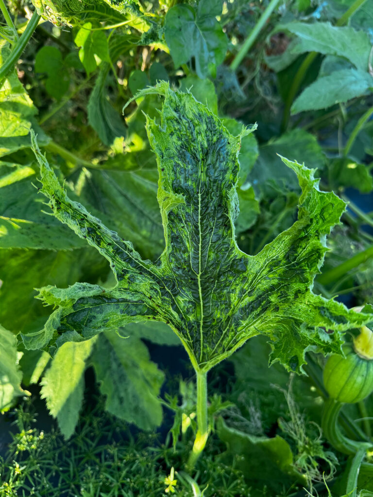 photo of Symptoms of a potyvirus infecting a pumpkin plant. 