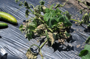 photo of a bacterial wilt infected cucumber plant at the stage close to complete vine wilt. 