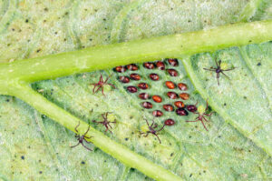 Photo of eggs and first instars nymphs of squash bug on a pumpkin leaf. 