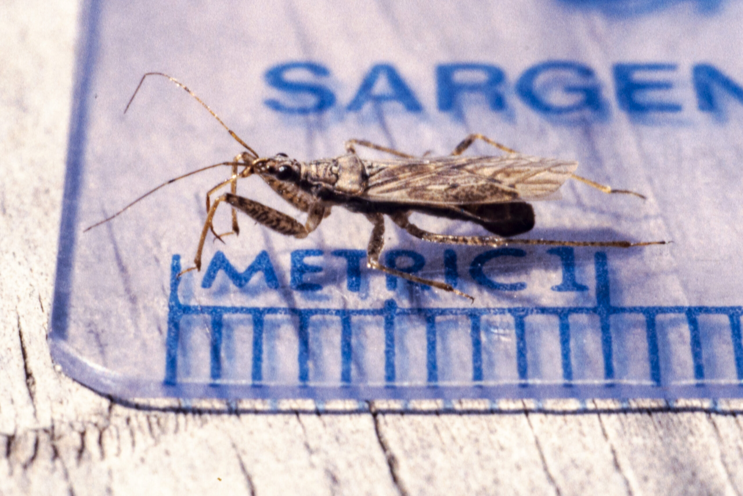 Photo of a damsel bug (Nabidae) placed along a ruler. 