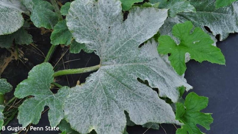 Powdery mildew on pumpkin leaves.