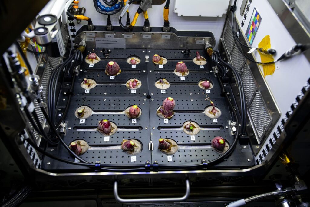 radishes in space