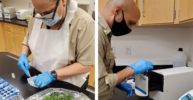 photo of Plant Health Safeguarding Specialists performing molecular diagnostics testing in a lab