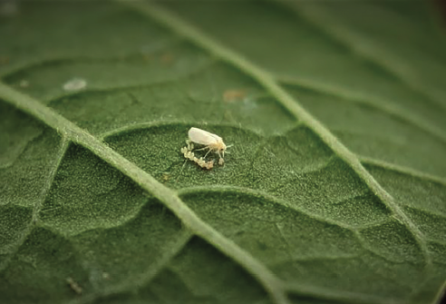 Research looks to beneficial insects for pest control