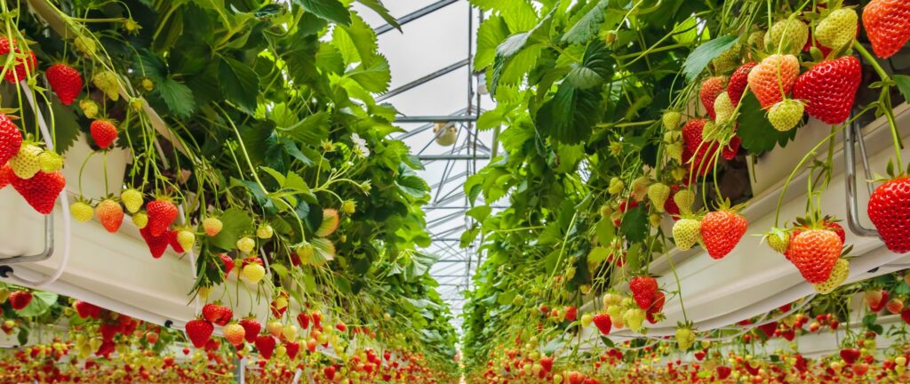 Rijk Zwaan starts breeding soft fruit