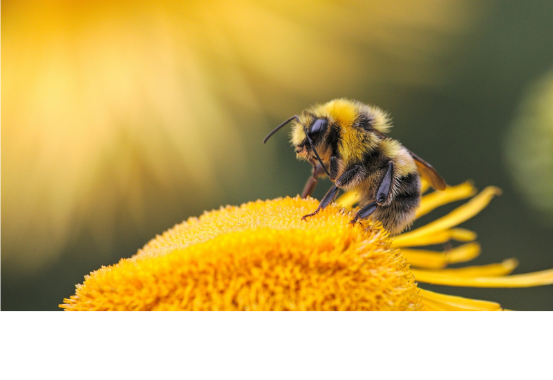 Genome map may help save near-extinct native pollinator