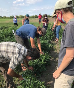 growers at OSA field day