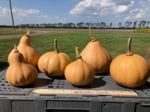 Results of the 2020 Hastings pumpkin variety trial shared