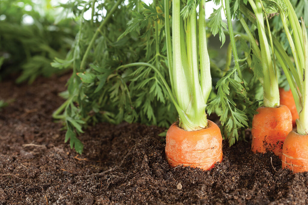 Registration open for 2022 Carrot Research Symposium