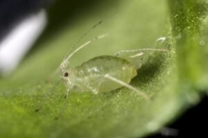 Vegetable growers: Aphid control depends on whether you’re fighting pests or viruses