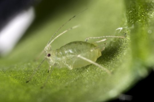 Vegetable growers: Aphid control depends on whether you’re fighting pests or viruses