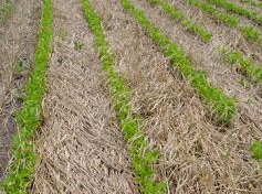 Snap beans hard to grow in cover crop residue