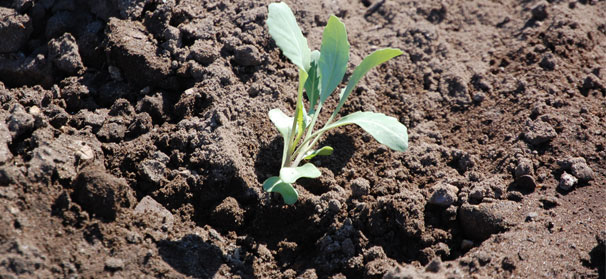 Soil … it’s more than dirt