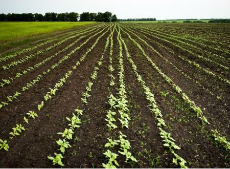 Organic farm model part of nutrient management projects in California