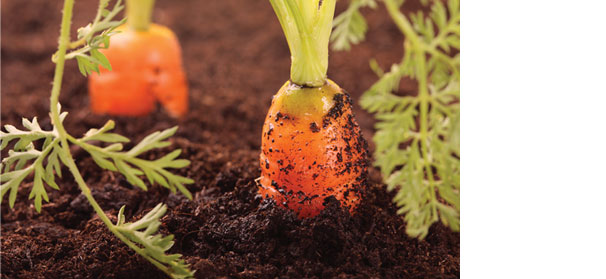 Keeping muck soils sustainable takes monitoring