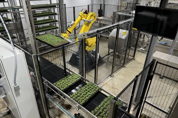 Soli Organic’s new Texas facility will growing crops including basil, cilantro and mint, plus organic salad greens such as spinach, arugula and romaine lettuce. Photo courtesy of Soli Organic.