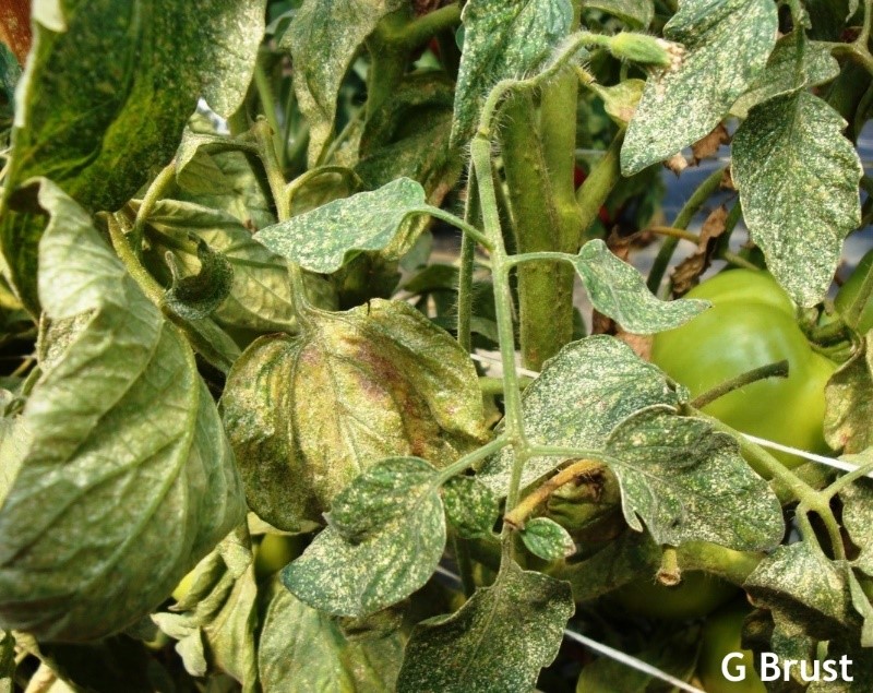 Why are twospotted spider mites such problems lately?