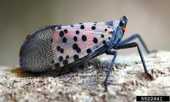 Michigan reminds shippers about spotted lanternflies