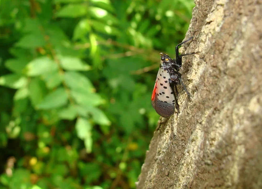 Spotted lanternfly survey started by Penn State