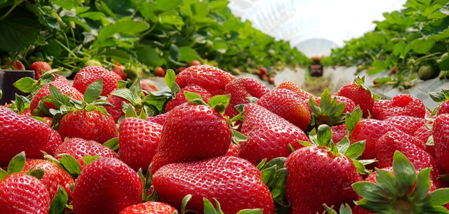 RaboResearch report: Healthy demand for strawberries will stay strong