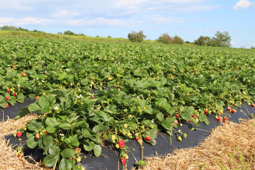 Evolving trends pinpointed in the US fresh strawberry market