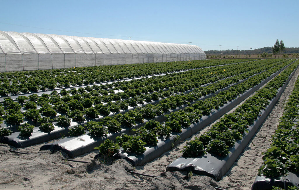 Greenhouse and field grown strawberries at UF/IFAS' Gulf Coast Research and Education Center in Balm, Florida. 