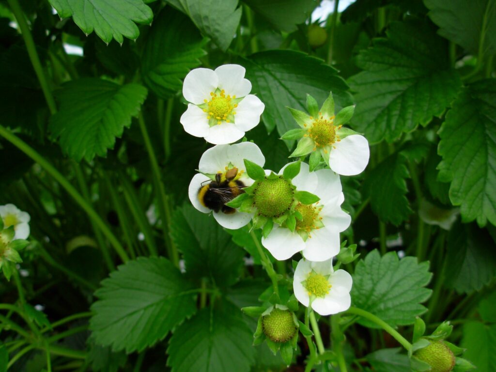 Bumblebee pollination can improve yield, quality