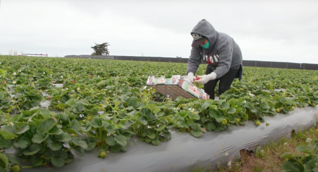 Safety at work on California strawberry farms