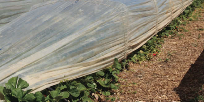 Low tunnels show good results for strawberries