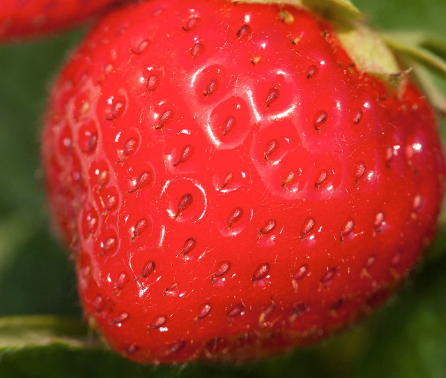 Work to boosts strawberry production pursued by Agricultural Research Service