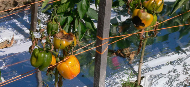 Shade Cloth Boosts Yields and Sustainability in Pepper Production Management