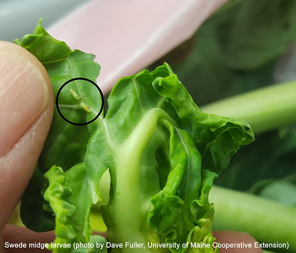 First confirmed find of Swede midge seen in Virginia