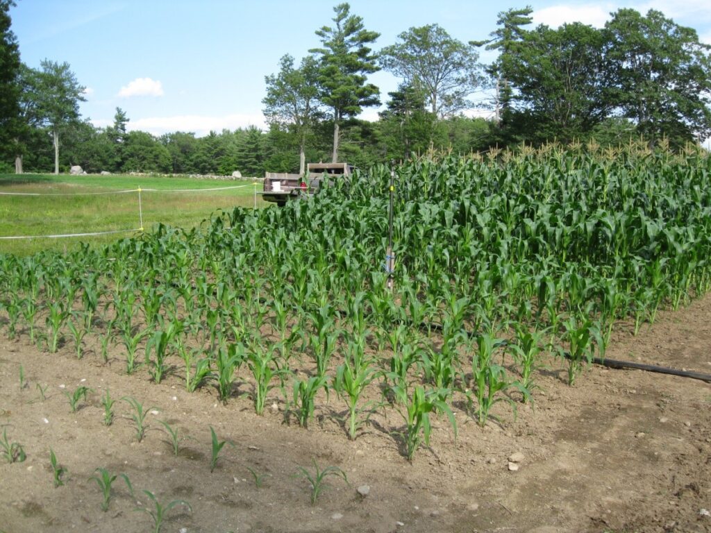 Sweet corn makes life green for growers