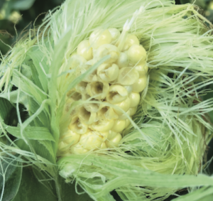Ear of sweet corn with bird damage