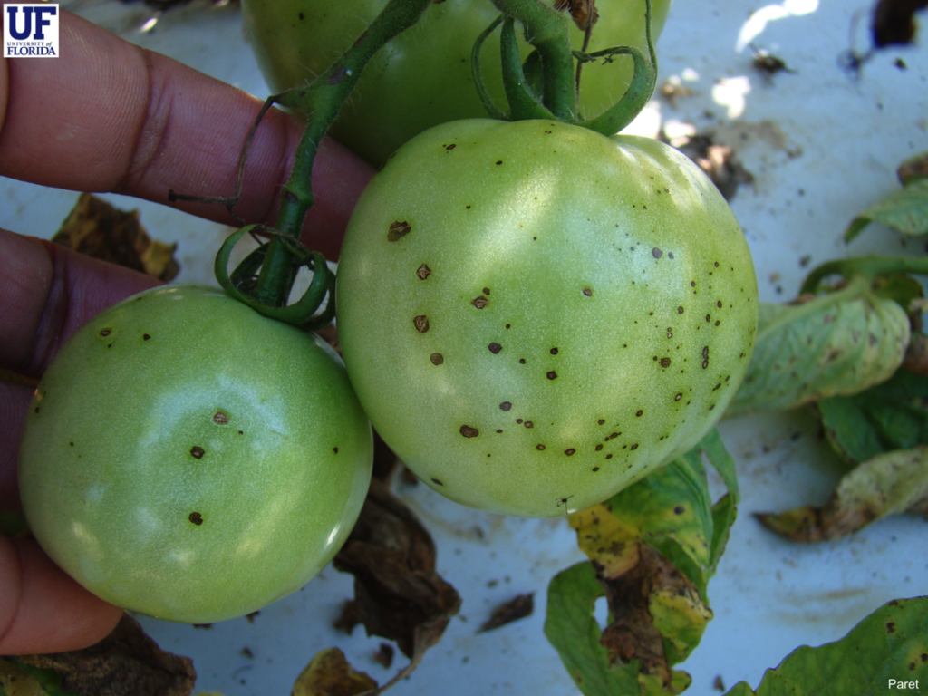 UF researchers develop target spot resistant tomatoes