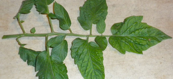 Do you need tissue and petiole sap testing?