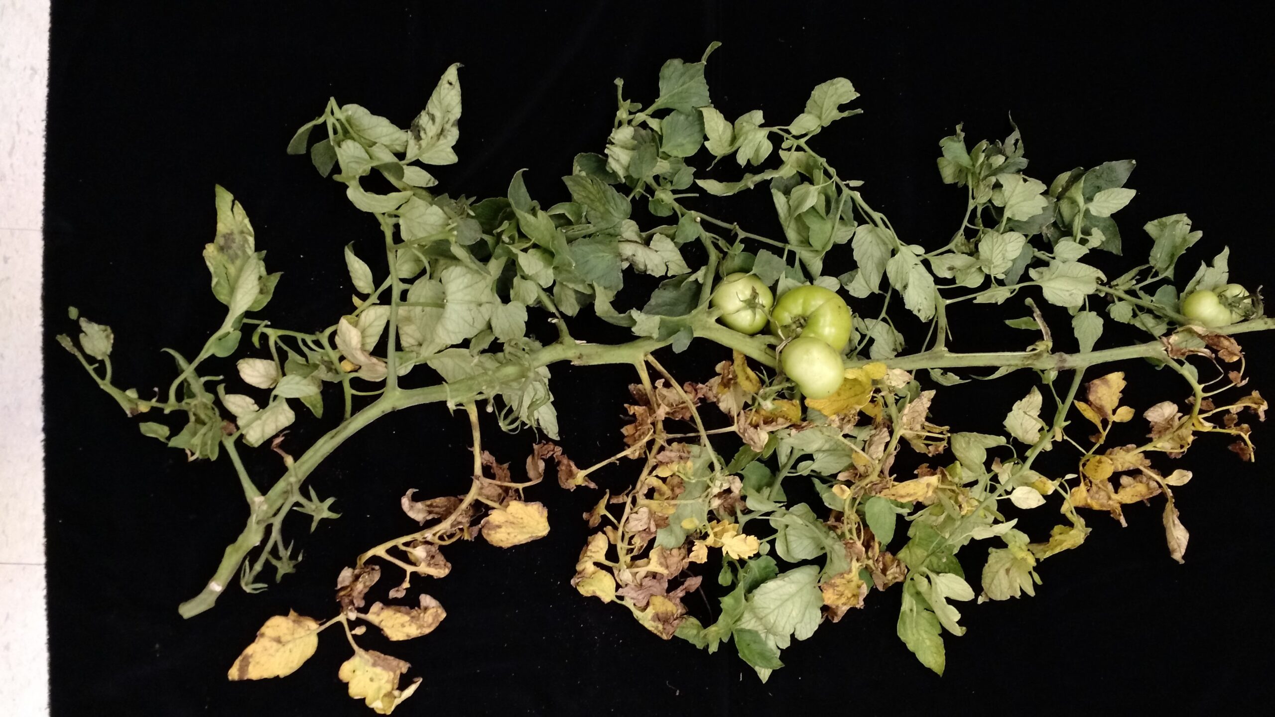 Fusarium wilt on tomatoes. Photo by Anna Testen.