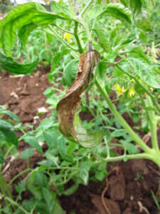 Late blight on tomato. Photo by Anna Testen.