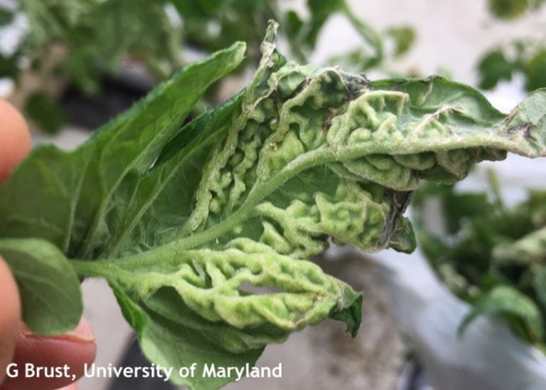 Edema problem noted in high tunnel tomatoes