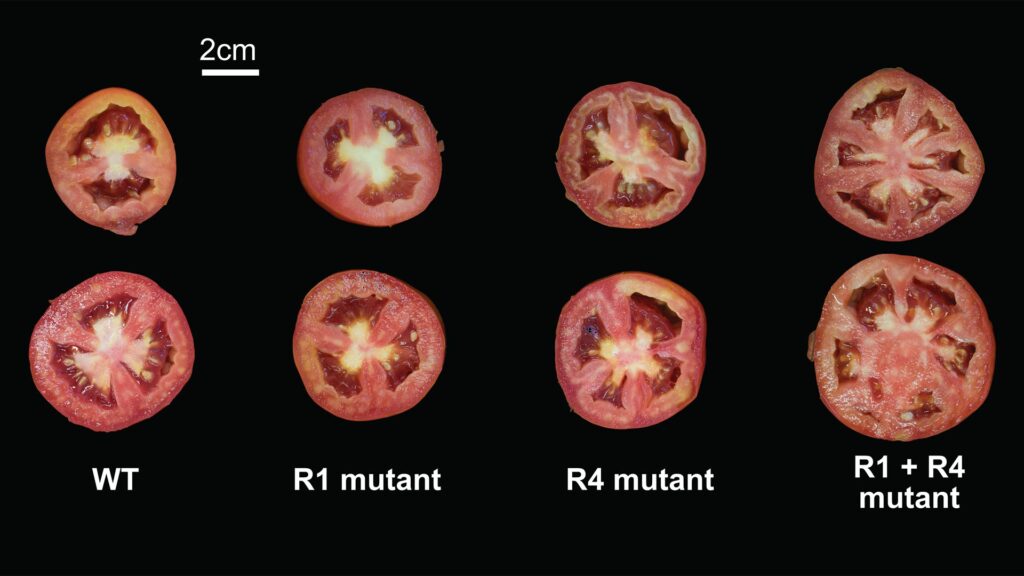 For tomato genes, one plus one doesn’t always make two