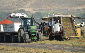 tomatoes mechanically harvested