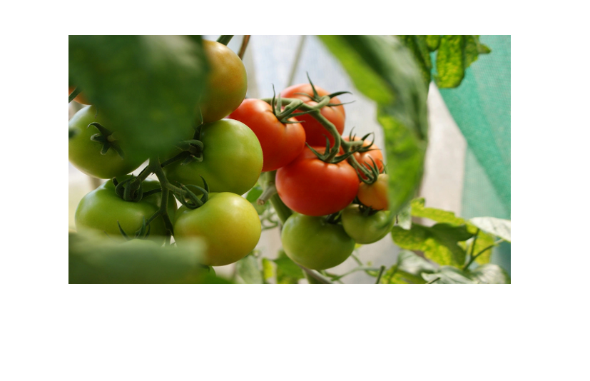 Weather challenges vex East Coast organic vegetables