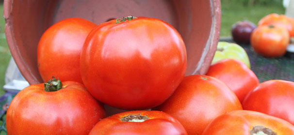 Sen. Rubio, colleagues defend US growers, administration