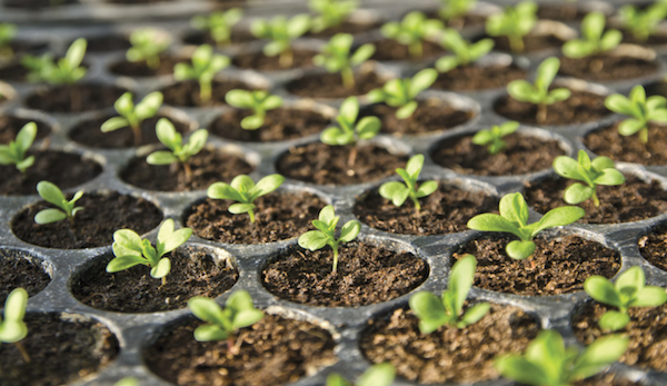 USDA to deliver second round of MASC payments to specialty crop growers