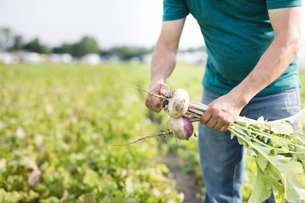 Large to small growers move crops with Farm-to-School movement