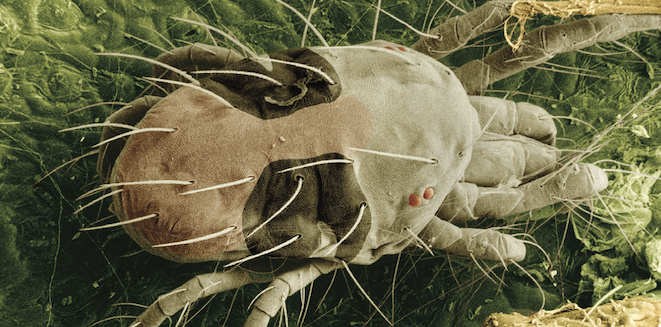 Beneficials bring twospotted spider mite control on farms