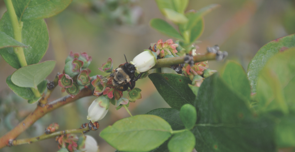 Pollinator Protection Plan Update announced by New York state