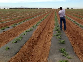Van Groningen & Sons adds organic watermelons to line