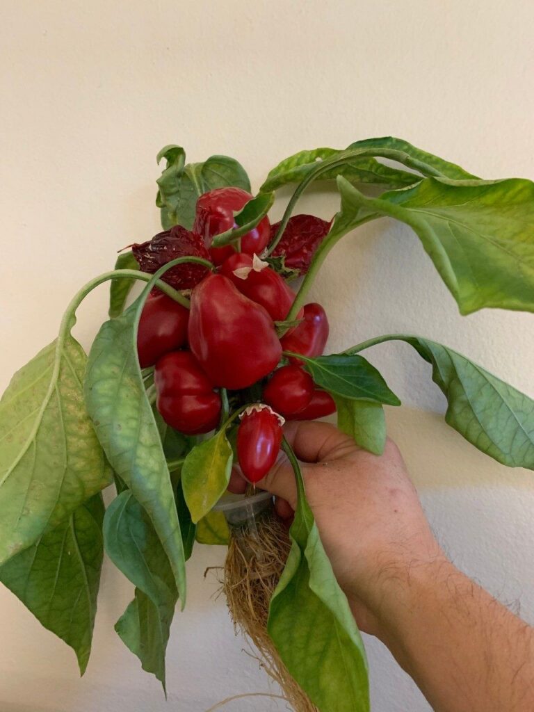 Virginia Tech developing a CEA-friendly snack pepper